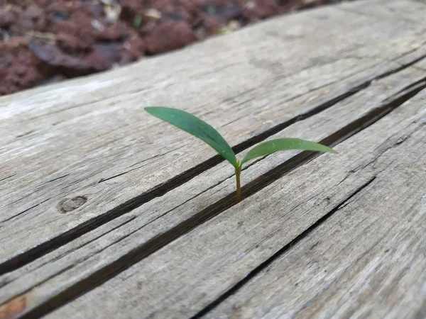 Seed sprout grow through the crack in wooden plank. Break through concept overcome problems and difficult situation. Green tree plant gray wood and nobody — Stock Photo, Image