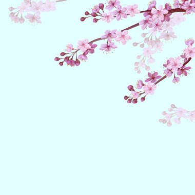Yumuşak mavi gökyüzü arka planda gerçekçi Çince pembe Sakura arka plan. Oryantal desen çiçek çiçeği bahar arka plan. 3D Doğa zemin vektör illüstrasyon