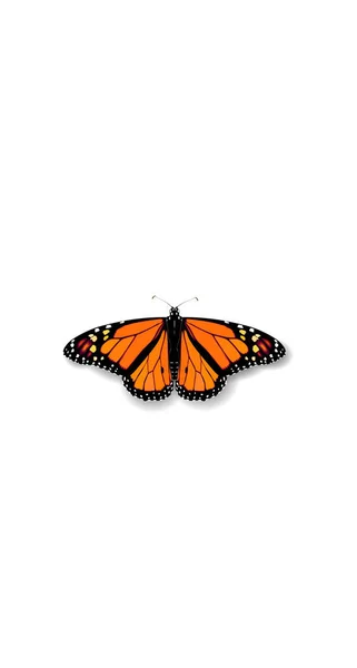 3D realista Monarch Danaida mariposa cubierta de medios sociales. Destaca historias aisladas plantilla de fondo blanco. Verano viaje tema concepto vector ilustración — Vector de stock