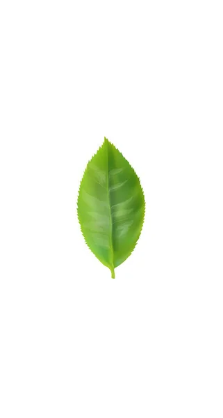 Зеленый чай необходим органический экстракт. Косметика уход за кожей дополнения. Шаблон плаката о медицине для здоровья. Инновационные технологии зеленый 3D реалистичный лист светящийся бренд векторной иллюстрации упаковки — стоковый вектор