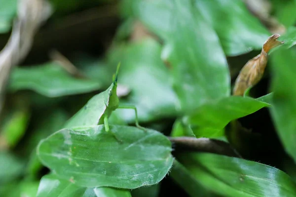 Rijst Sprinkhanen Close Detail Groene Sprinkhaan Groene Bladeren Vermomd — Stockfoto