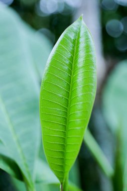 Yeşil yapraklar sabah taze arka plan