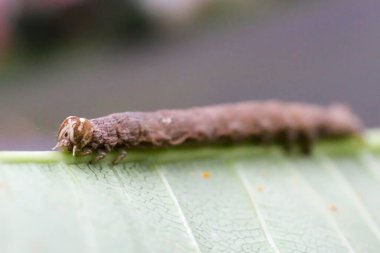 Kahverengi bir tırtıl, yeşil yaprakların üzerinde yiyor ve sürünüyor.