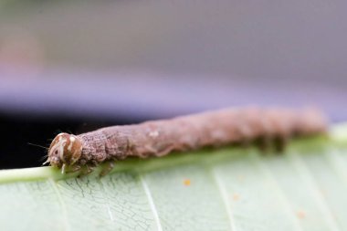 Kahverengi bir tırtıl, yeşil yaprakların üzerinde yiyor ve sürünüyor.