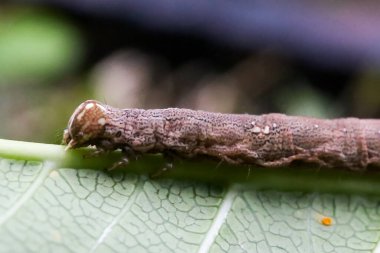 Kahverengi bir tırtıl, yeşil yaprakların üzerinde yiyor ve sürünüyor.