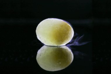 Donmuş yumurta siyah arkaplandaki buzlu dokuyu fotokopi alanı ile kapat.