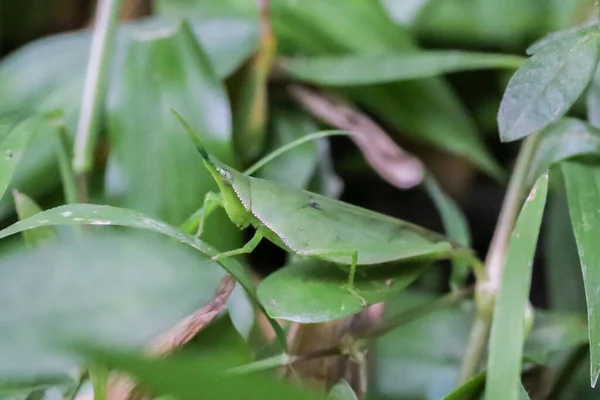 Rijst Sprinkhanen Close Detail Groene Sprinkhaan Groene Bladeren Vermomd — Stockfoto