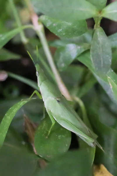 Rijst Sprinkhanen Close Detail Groene Sprinkhaan Groene Bladeren Vermomd — Stockfoto