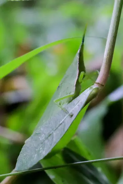 Rice Grasshoppers Close Detail Green Grasshopper Green Leaves Disguised — Stock Photo, Image