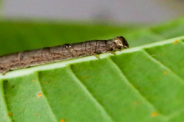 Oruga Marrón Sobre Una Hoja Comiendo Arrastrándose Sobre Hojas Verdes —  Fotos de Stock