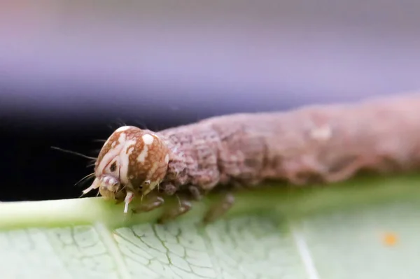 Oruga Marrón Sobre Una Hoja Comiendo Arrastrándose Sobre Hojas Verdes —  Fotos de Stock