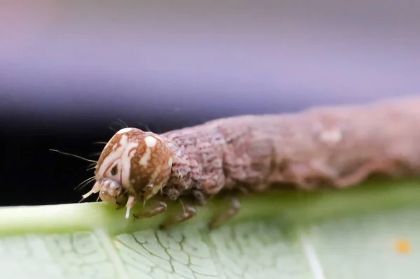 Oruga Marrón Sobre Una Hoja Comiendo Arrastrándose Sobre Hojas Verdes —  Fotos de Stock