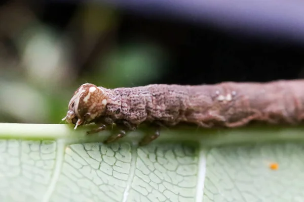 Oruga Marrón Sobre Una Hoja Comiendo Arrastrándose Sobre Hojas Verdes —  Fotos de Stock