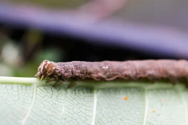 Oruga Marrón Sobre Una Hoja Comiendo Arrastrándose Sobre Hojas Verdes —  Fotos de Stock