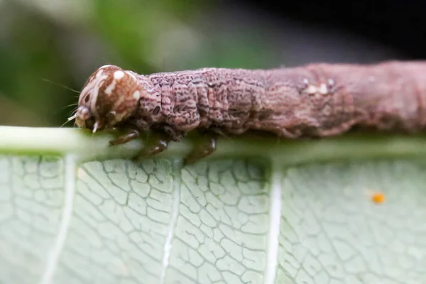 Oruga Marrón Sobre Una Hoja Comiendo Arrastrándose Sobre Hojas Verdes —  Fotos de Stock