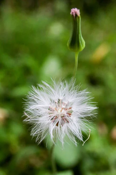 緑の芝生の上で自然の中で閉じる白いタンポポの開花 — ストック写真