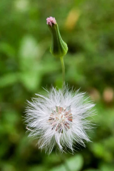 緑の芝生の上で自然の中で閉じる白いタンポポの開花 — ストック写真
