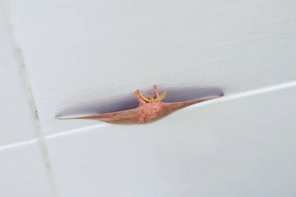 Císař Gum Moth Opodiphthera Eukalypti Australská Můra Housenky Roztažené Křídla — Stock fotografie