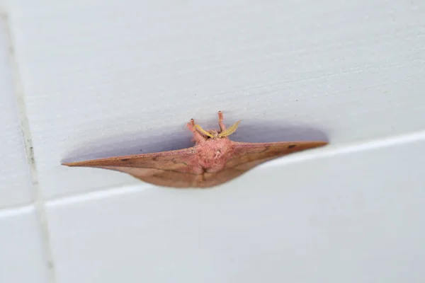 Opodiphthera Eucalypti 是一种澳大利亚蛾毛虫 在白墙上展翅 — 图库照片