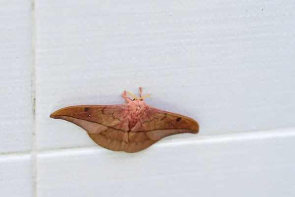 Opodiphthera Eucalypti 是一种澳大利亚蛾毛虫 在白墙上展翅 — 图库照片