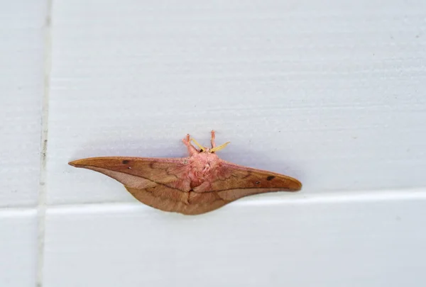 Opodiphthera Eucalypti 是一种澳大利亚蛾毛虫 在白墙上展翅 — 图库照片
