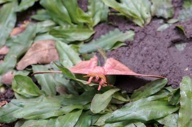 İmparator Gum Güvesi (Opodiphthera okalipti), Avustralya 'nın beyaz bir duvarında kanat çırpan güve tırtıllarıdır.