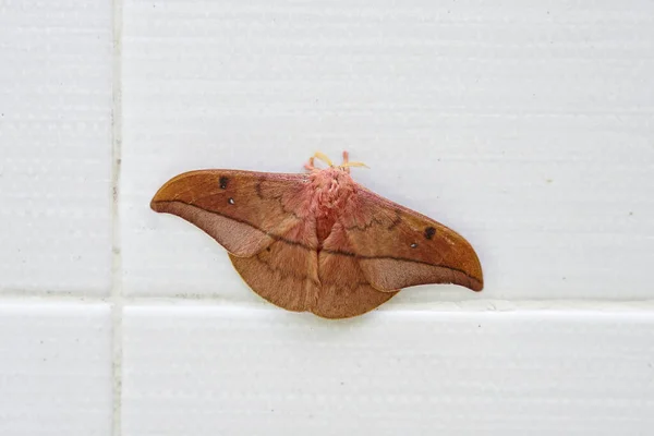 Emperor Gum Moth Opodiphthera Eucalypti Una Polilla Australiana Orugas Extendidas — Foto de Stock