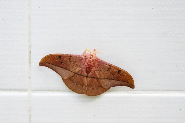 Emperor Gum Moth Opodiphthera Eucalypti Uma Lagarta Traça Australiana Que — Fotografia de Stock