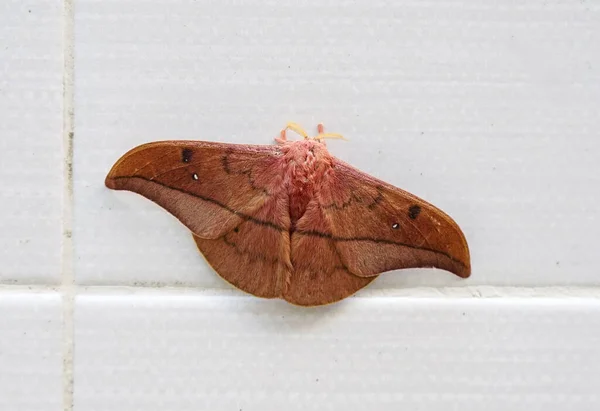 Emperor Gum Moth Opodiphthera Eucalypti Una Polilla Australiana Orugas Extendidas — Foto de Stock