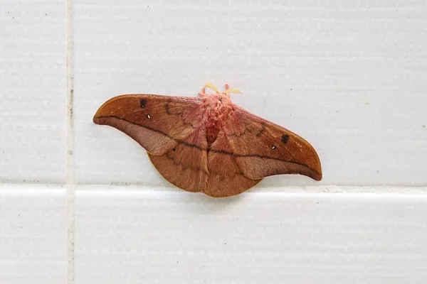 Emperor Gum Moth Opodiphthera Eucalypti Είναι Μια Αυστραλιανή Πεταλούδα Που — Φωτογραφία Αρχείου