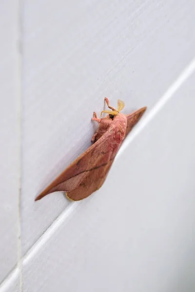 Opodiphthera Eucalypti 是一种澳大利亚蛾毛虫 在白墙上展翅 — 图库照片