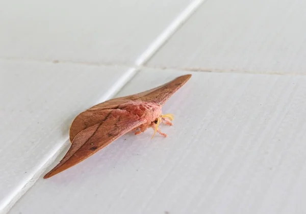 Opodiphthera Eucalypti 是一种澳大利亚蛾毛虫 在白墙上展翅 — 图库照片