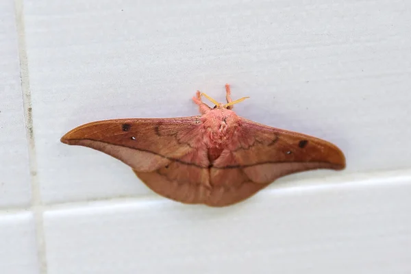 Opodiphthera Eucalypti 是一种澳大利亚蛾毛虫 在白墙上展翅 — 图库照片