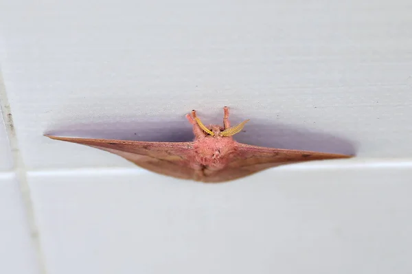 Emperor Gum Moth Opodiphthera Eucalypti Una Polilla Australiana Orugas Extendidas — Foto de Stock