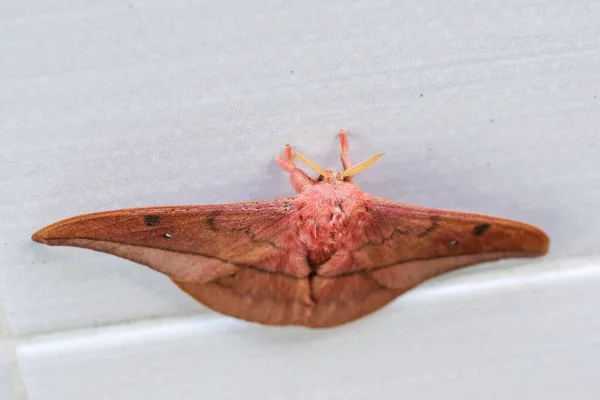 Emperor Gum Moth Opodiphthera Eucalypti Австралийская Мотыльковая Гусеница Расправляющая Крылья — стоковое фото