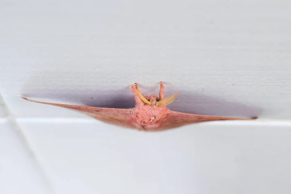 Císař Gum Moth Opodiphthera Eukalypti Australská Můra Housenky Roztažené Křídla — Stock fotografie