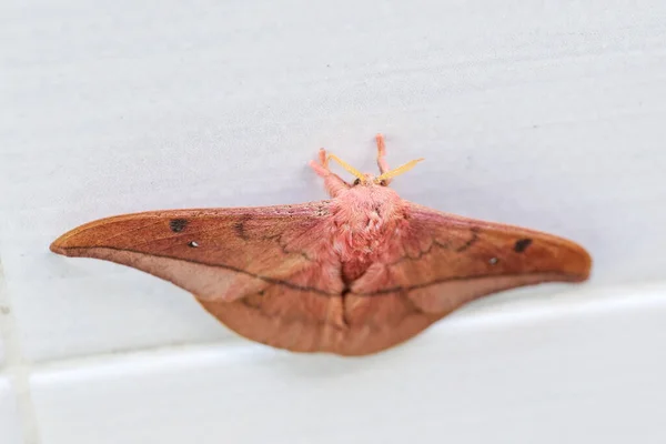 Císař Gum Moth Opodiphthera Eukalypti Australská Můra Housenky Roztažené Křídla — Stock fotografie