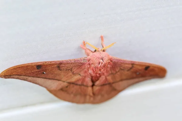Císař Gum Moth Opodiphthera Eukalypti Australská Můra Housenky Roztažené Křídla — Stock fotografie