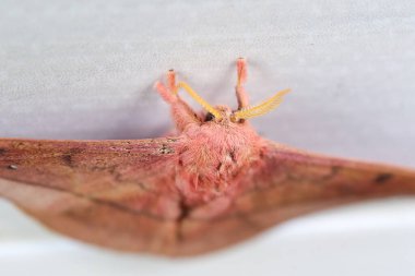 İmparator Gum Güvesi (Opodiphthera okalipti), Avustralya 'nın beyaz bir duvarında kanat çırpan güve tırtıllarıdır.