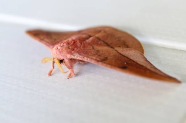 İmparator Gum Güvesi (Opodiphthera okalipti), Avustralya 'nın beyaz bir duvarında kanat çırpan güve tırtıllarıdır.
