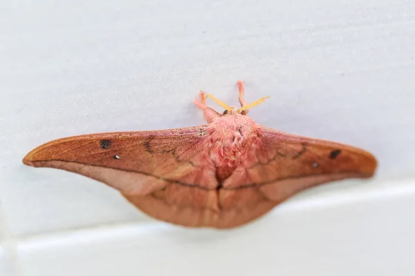 Opodiphthera Eucalypti 是一种澳大利亚蛾毛虫 在白墙上展翅 — 图库照片