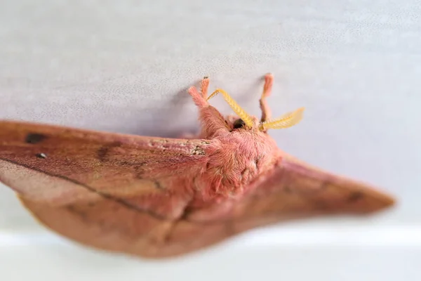 Emperor Gum Moth Opodiphthera Eucalypti Uma Lagarta Traça Australiana Que — Fotografia de Stock