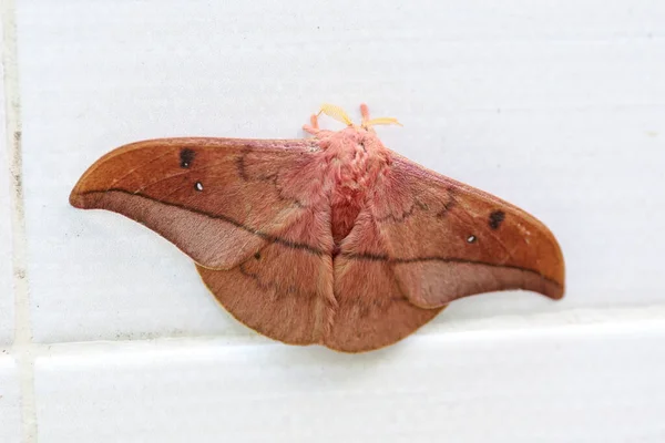 Kejsare Tuggummi Moth Opodiphthera Eucalypti Australiensisk Fjärilslarver Spridda Vingar Vit — Stockfoto