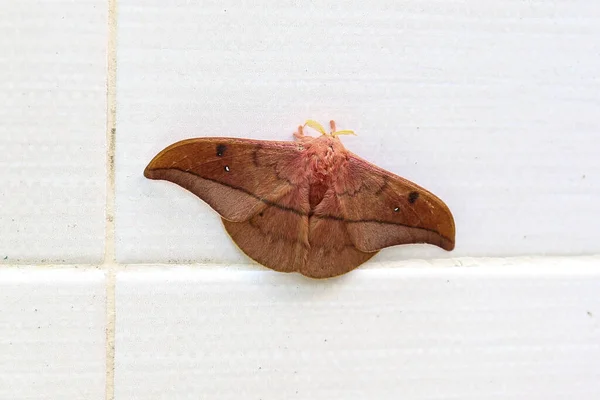 Opodiphthera Eucalypti 是一种澳大利亚蛾毛虫 在白墙上展翅 — 图库照片