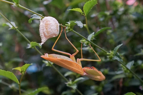 Grasshopper Vrouwtje Leggen Eieren Bij Twijg Blad — Stockfoto