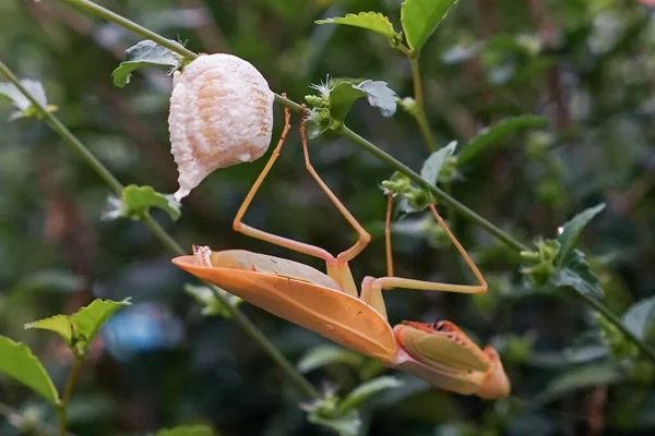 Grasshopper Vrouwtje Leggen Eieren Bij Twijg Blad — Stockfoto