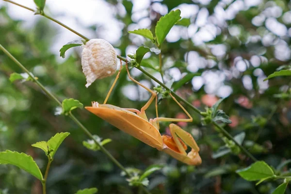 Grasshopper Vrouwtje Leggen Eieren Bij Twijg Blad — Stockfoto