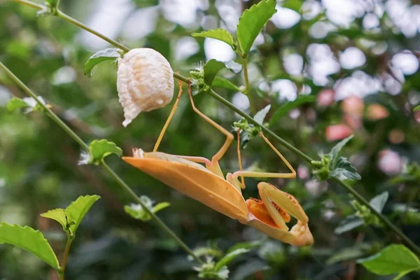 Grasshopper Vrouwtje Leggen Eieren Bij Twijg Blad — Stockfoto