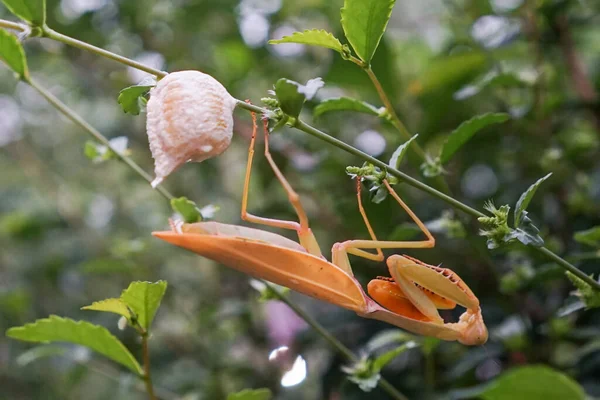 Grasshopper Vrouwtje Leggen Eieren Bij Twijg Blad — Stockfoto