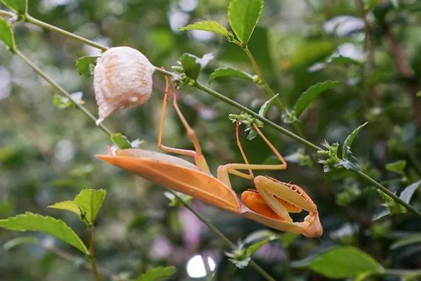 Grasshopper Vrouwtje Leggen Eieren Bij Twijg Blad — Stockfoto